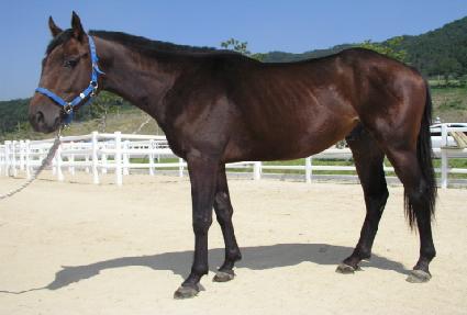 ������ ����