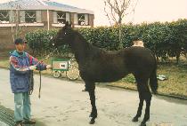 ����ǳ (BOKDOLPUNG) ����