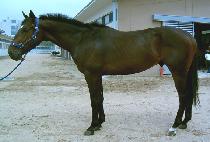 ���� (UIJI) ����