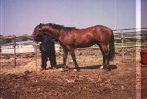 �������� (BEONGAEDAEJANG) ����