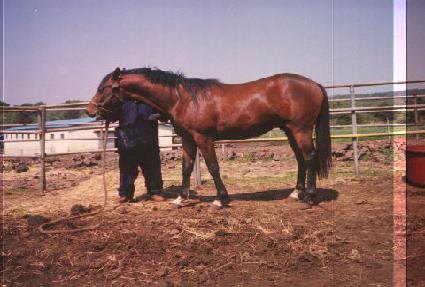 �������� ����