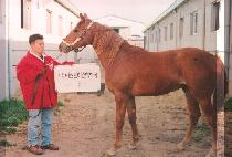 �߼��� (CHUSESEON) ����