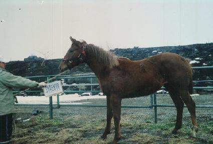 ������ ����