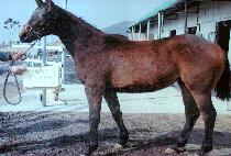 ������ (DOUBLE WIN) ����