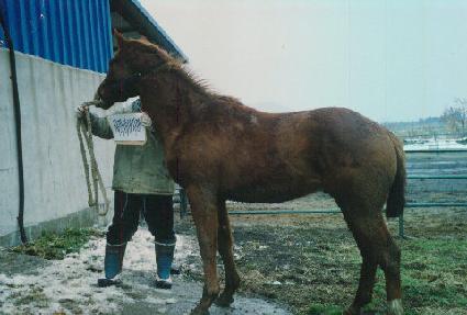 �ÿ������� ����