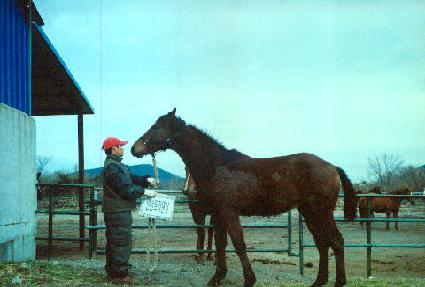 �̷����� ����