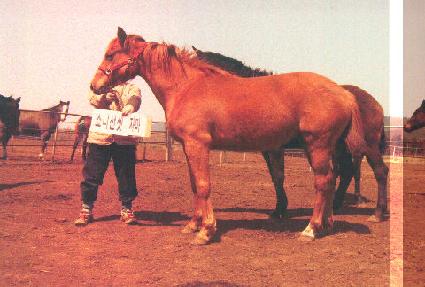 �ڼ��� ����