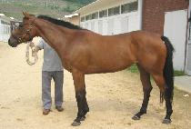 ������ (EUNBANGULKKOT) ����