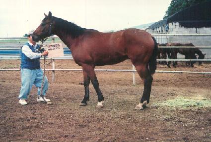 �����ǲ� ����