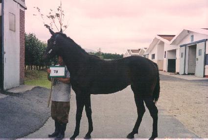 ���� ����