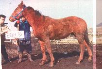 õ���ǽ�ȭ (CHEONGUKUISINHWA) ����