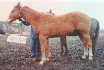 �뼺�� (DAESEONGJAK) ����