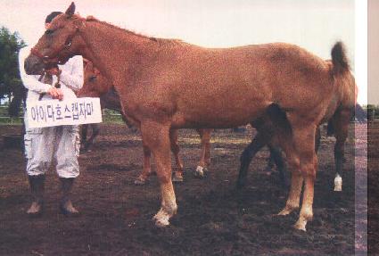 ��ȭ���� ����