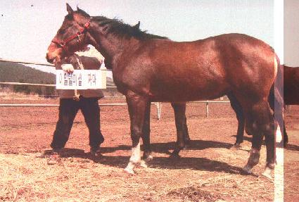 �������� ����