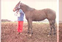 ��� (DRAMA) ����