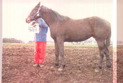 ��� ����