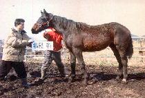 ���߿� (GAYAUNG) ����