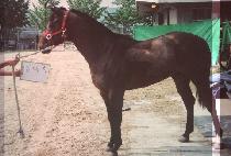 �պ�ġ (LONG BEACH) ����