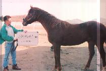 ������ (SEONDOGUN) ����