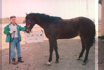 ���ϵ�ī�� (WILD CARD) ����