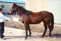 õ��� (CHEONUSEUNG) ����