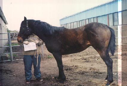 ����� ����