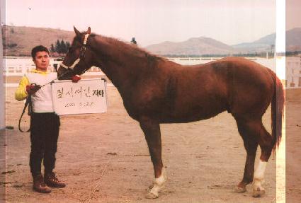 �ǻ�� ����