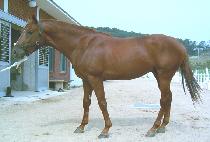 �ǹٸ� (AKBARI) ����