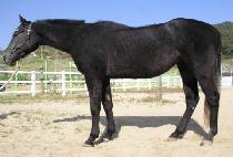 �ɹٴ� (KKOTBADA) ����