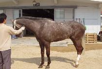 �ٵ��� (HAEKDOLPA) ����