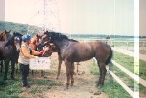 �ž� (SINEON) ����