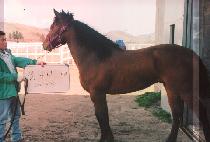 ���̵�ŷ (LIDE KING) ����