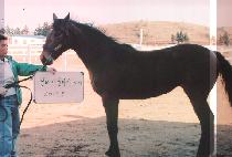 �Ŷ���� (SILLA MYEONGSEONG) ����