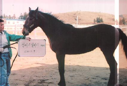 �Ŷ���� ����