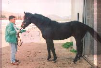 ��õ�� (GOCHEONAM) ����