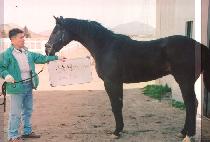 �����Ѻ��� (WIDAEHANBIHAENG) ����