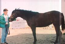 ���� (OSEONG) ����