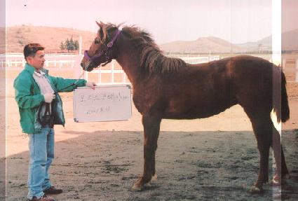 ������ ����