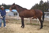 ȸ���� (HOEORI) ����