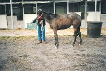 ���� (BETHEL) ����