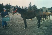 ���ʽ��ٿ�Ƽ (WINNERS BOUNTY) ����