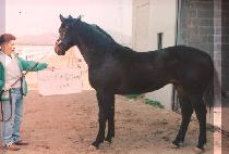 ���� (DONGMYEONG) ����