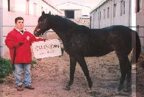 �ҳĹ�� (SONIA BABBLE) ����