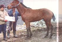 ȫ�� (HONG WON) ����