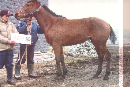 ȫ�� ����