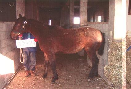 ������ ����