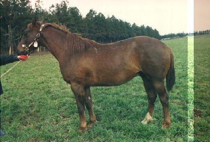 õ�� ����