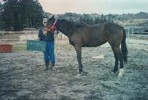 �������� (SHADOWING) ����