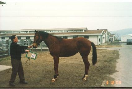 ��õǳ ����