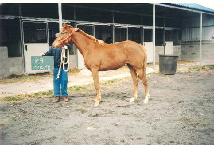 �׸����� ����